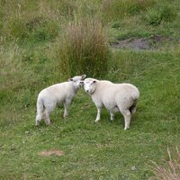 Schafe mit und ohne Schwanz | 15.01.2012 | 15:29 Uhr