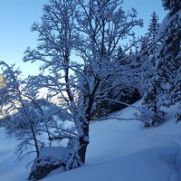 Alpbachtal | 13.12.2017 | 13:50 Uhr