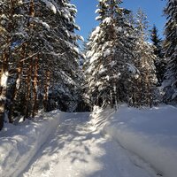Reichlich Schnee schon auf der Forststraße | 19.01.2019 |  9:26 Uhr